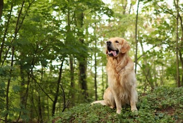 Fototapeta premium golden retriever sit in the middle forest