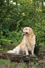 A smiling golden retriever sits on a log in the forest.