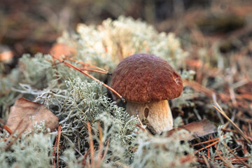 Autumn mushroom