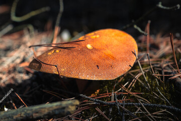 Autumn mushroom