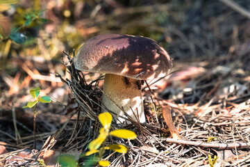 Autumn mushroom