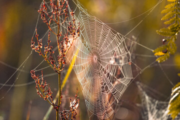 Spiderweb