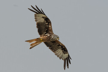 Red kite