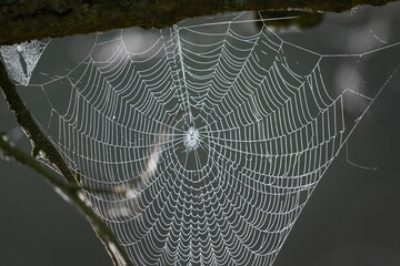 Spiderweb