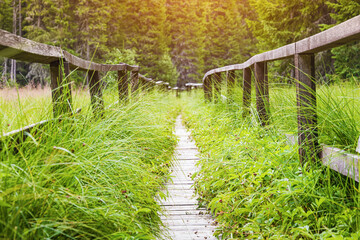 Wooden boardwalk trail winding through lush green grass and dense forest, offering a tranquil path into nature