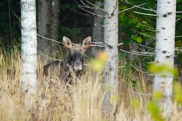 Young moose bull hiding in birch forest in autumn grass