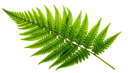 Single green fern frond leaf isolated on white background.