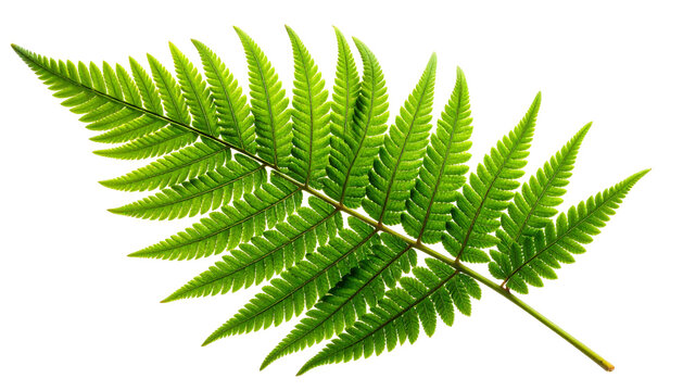 Single green fern frond leaf isolated on white background.