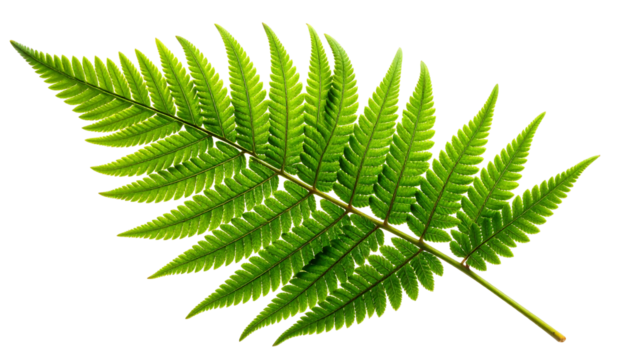Single green fern frond leaf isolated on white background.