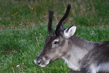 RENNA ARTICA IN ISLANDA