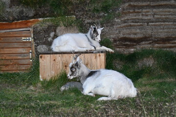 CAPRE ARTICHE ISLANDESI