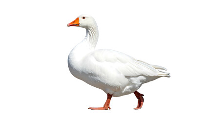 White domestic goose walking on an isolated background.