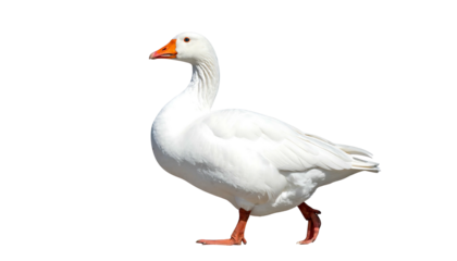 White domestic goose walking on an isolated background.