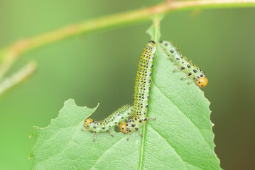 Blauschwarze Rosenb&uuml;rstenhornblattwespe (Arge pagana), Raupe auf Rose, sehr selten, Deutschland