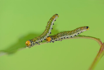 Blauschwarze Rosenbürstenhornblattwespe (Arge pagana), Raupe auf Rose, sehr selten, Deutschland