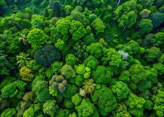 Overhead perspective of dense tropical rainforest canopy