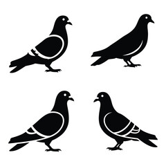 Set of four silhouette pigeons birds in profile facing various directions for design projects silhouette