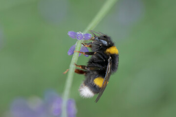 Schlafende Erdhummel,  unbestimmt, Echter Lavendel (Lavandula angustifolia),  Sommerkönigin
