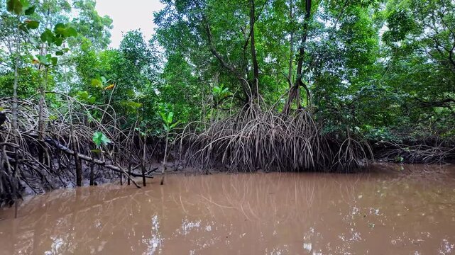 Boat trip on the Igarape do Urubu River, Delta das Americas, Ilha das Canarias, Brazil. Amazon Rainforest. South America