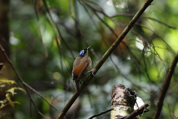 female Wilson's bird-of-paradise (Diphyllodes respublica)