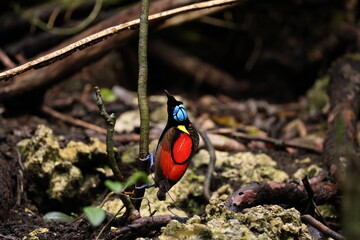 male Wilson's bird-of-paradise (Diphyllodes respublica)