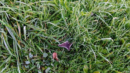 A closeup shot of a brown moth on a grass covered with frost