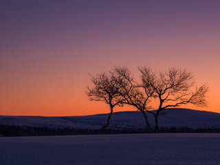 Winter evening light casts shadows on birch trees in the mountains of Sweden