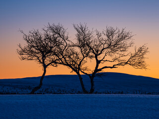 Birch trees silhouetted against a winter evening sky in the mountains of Sweden