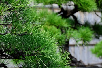 見事な盆栽の松