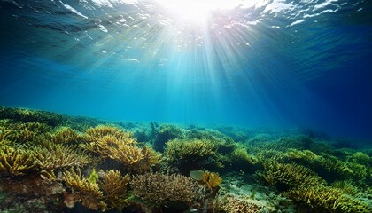 Fototapeta premium sunbeams underwater viewed from seabed in a reef