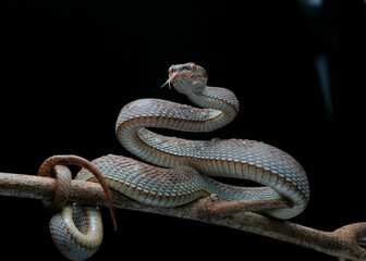 snake on a tree (Trimeresurus purpureomaculatus)