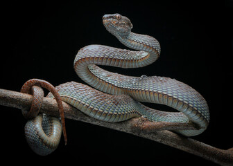 snake on a black background (Trimeresurus purpureomaculatus)