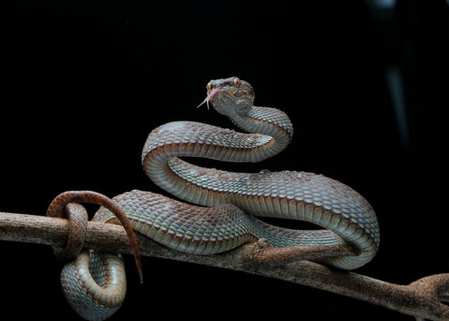 snake on a tree (Trimeresurus purpureomaculatus)