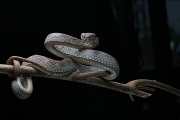 snake in the tree (Trimeresurus purpureomaculatus)
