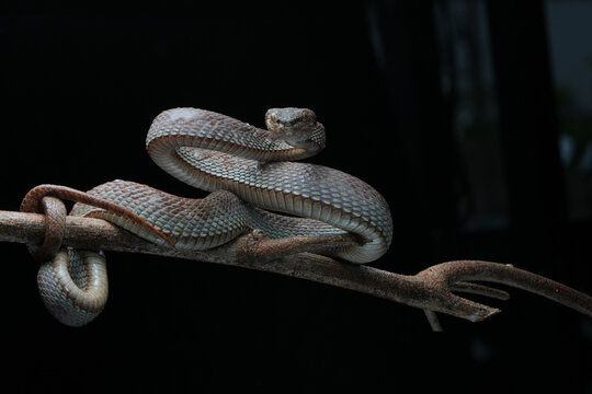 snake in the tree (Trimeresurus purpureomaculatus)