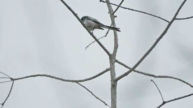 Close-up of Long-tailed Tit Perching on Bare Branch on a Cloudy Day