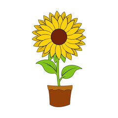 Obraz premium One pot of sunflower plant