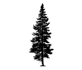 a black and white silhouette of a tall pine treefir tree, pine, stand, tree, white 