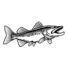 Fototapeta premium Baracuda Vector Black And white