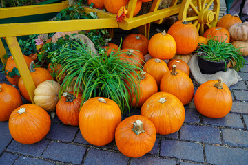 Colorful pumpkins in the garden. Harvest decoration and farm market in fall
