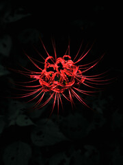 雨に濡れる赤い彼岸花のクローズアップ　秋の情景と静寂