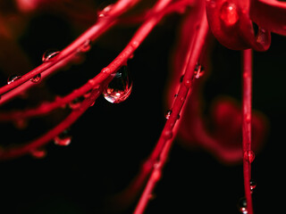 雨に濡れる赤い彼岸花のクローズアップ　秋の情景と静寂