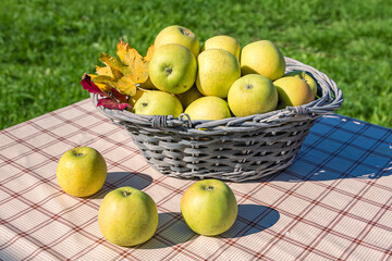 Fresh yellow apples arranged in a rustic wicker basket decorated with colorful autumn leaves on a checkered tablecloth, perfect for organic farm and healthy food marketing.