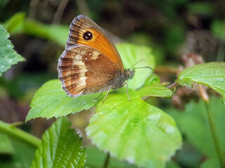 caterpillar butterfly fly wing summer garden