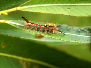 caterpillar butterfly fly wing summer garden