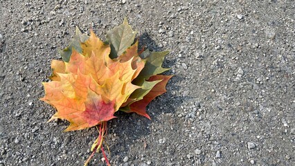 Colorful autumn leaves in shades of yellow, orange, and green are scattered on a textured gray...