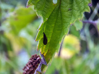 caterpillar butterfly fly wing summer garden