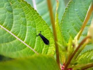 caterpillar butterfly fly wing summer garden