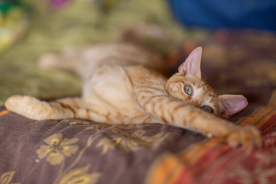 red haired cat in shelter close up photo. High quality photo