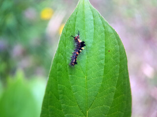 caterpillar butterfly fly wing summer garden